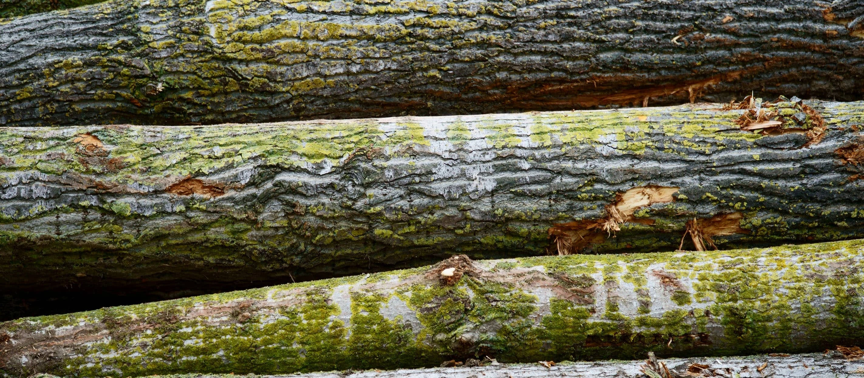 logs stacked